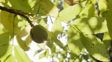 Bir ceviz ağacının üzerinde yeşil kabuklu birkaç olgun ceviz. 