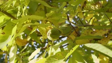 Bir ceviz ağacının üzerinde yeşil kabuklu birkaç olgun ceviz. 