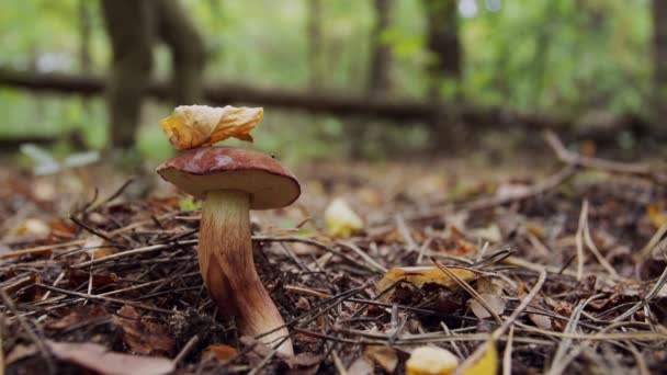 Érett Öböl Bolete Gomba Badius Őszi Erdőben Háttérben Fókuszon Kívül — Stock videók