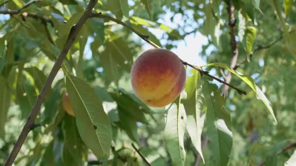 Durazno Grande Maduro Una Rama Durazno Sobre Fondo Naturaleza Verano — Vídeos de Stock