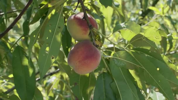 夏の自然を背景に桃の木の枝に大きな桃を熟す てんとう虫甲虫が桃の実を這い — ストック動画