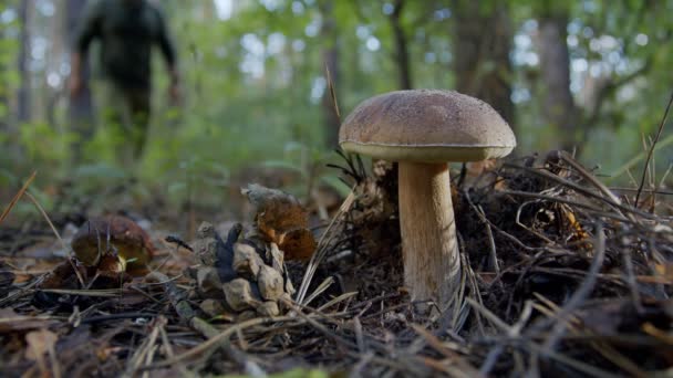 在秋天的森林里 成熟的月季蘑菇 Badius 蘑菇采摘者的手撕裂了一个月季蘑菇 — 图库视频影像