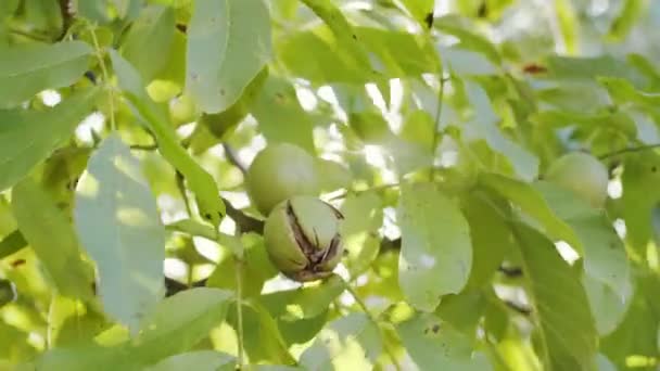 Několik Zralých Vlašských Ořechů Zelených Skořápek Ořechovém Stromě Mužská Ruka — Stock video