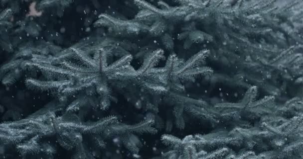 Natürlicher Zufällig Fallender Schnee Auf Einem Hintergrund Blauer Fichtenzweige Ruhige — Stockvideo