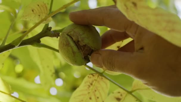 几颗成熟的核桃 绿色的壳在核桃树上 一个人的手从树枝上摘坚果 — 图库视频影像