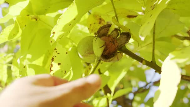 Několik Zralých Vlašských Ořechů Zelených Skořápek Ořechovém Stromě Mužská Ruka — Stock video