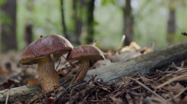 Sonbahar ormanında olgunlaşmış iki körfez mantarı (badius). Dolly hareket et.
