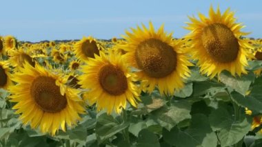 Arı, ayçiçeği tarlasında gün ışığında bir ayçiçeğini döller. Makro video çekimi. 