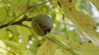Sonbahar cevizi ağacında yeşil kabuklu olgun cevizler.. 