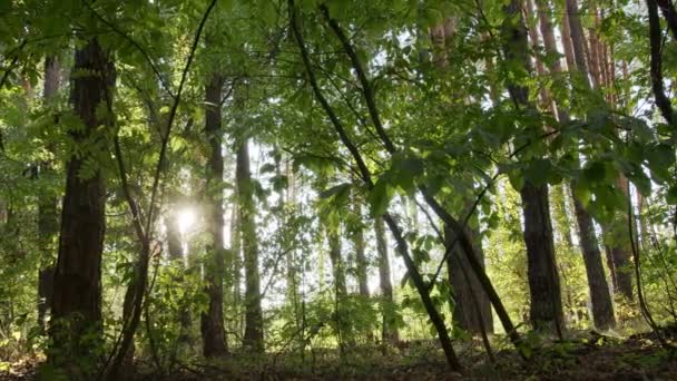 Langzame Horizontale Panoramische Beweging Langs Het Herfstbos Overdag — Stockvideo
