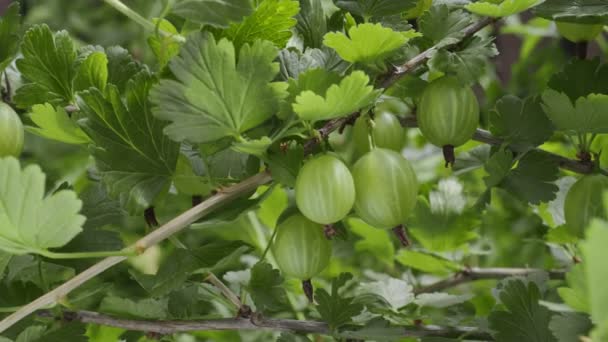 Grosellas Verdes Maduras Una Rama Grosella Fondo Naturaleza Macro Disparar — Vídeo de stock