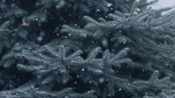 Natuurlijke Willekeurig Vallende Sneeuw Een Achtergrond Van Blauwe Sparren Takken — Stockvideo