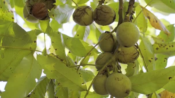 Plusieurs Noix Mûres Coquilles Vertes Sur Noyer Main Homme Cueille — Video