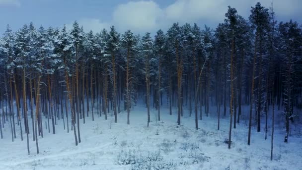 Ruch Powietrzny Wzdłuż Pięknego Zimowego Lasu Jodłowego Opadającym Śniegiem Nagranie — Wideo stockowe