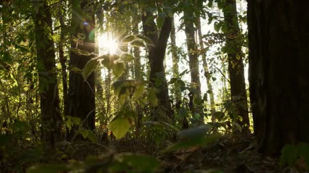 Langzame Horizontale Panoramische Beweging Door Een Zomer Herfstbos Overdag Zonnestralen — Stockvideo