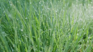 Güneşli bir sabahta yeşil çimenlerin içinde büyük çiy damlalarıyla yavaş hareket ediyorlar. Varlık etkisi. 4K ağır çekim.