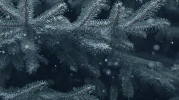 Salju Alami Turun Secara Acak Latar Belakang Cabang Cemara Biru — Stok Video