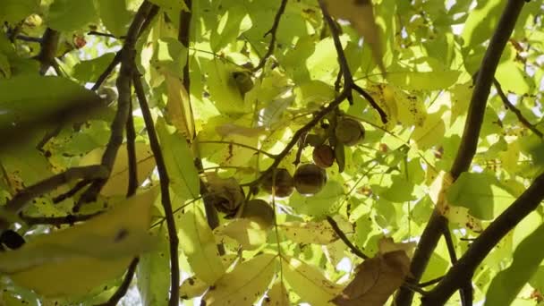 Zralé Vlašské Ořechy Zelených Skořápkách Podzimním Stromě — Stock video