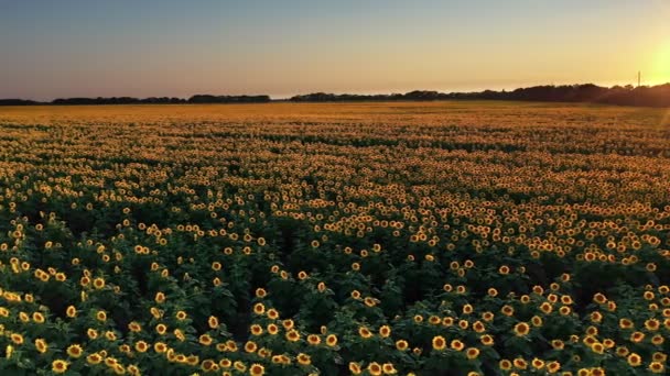 Drohnenvideo Von Sonnenblumenfeld Einem Schönen Abendsonnenuntergang Luftaufnahme Von Sonnenblumen Sommerabend — Stockvideo