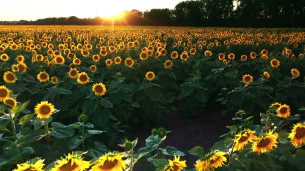 Drone Vidéo Champ Tournesol Dans Magnifique Coucher Soleil Soir Vue — Video