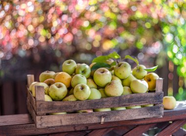 Tahta kutularda olgun elmalar. Arkaplanda renkli bulanık sonbahar yaprakları.