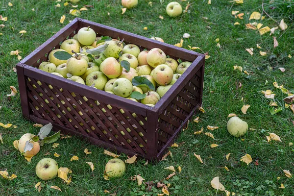 Reife Äpfel Den Holzkisten Biologische Obsternte Herbstlichen Obstgarten — Stockfoto