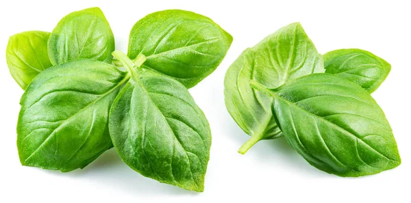 Macro Shot Fresh Green Basil Leaves Isolated White Background — Stock Photo, Image