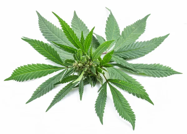 Racème Plantes Cannabis Isolé Sur Fond Blanc Gros Plan — Photo