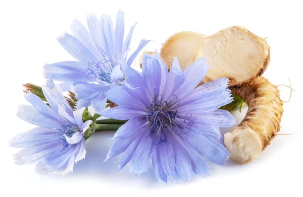 Chicory Flowers Roots Close White Background — Stock Photo, Image