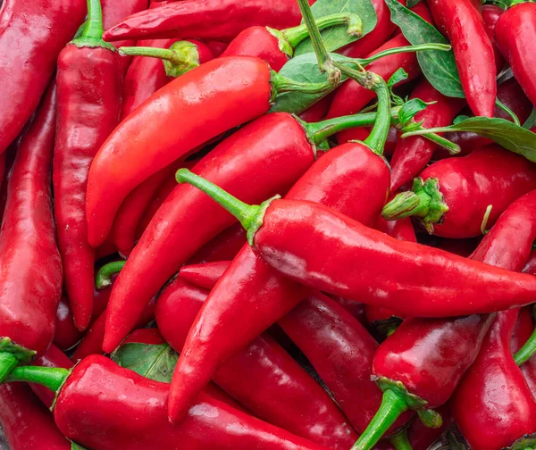 Hodně Čerstvých Červených Chilli Papriček Pozadí Potravin — Stock fotografie
