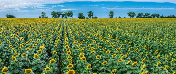 Panoramic View Sunflower Field Blue Sky Background Sunflower Heads Foreground — Stock Photo, Image