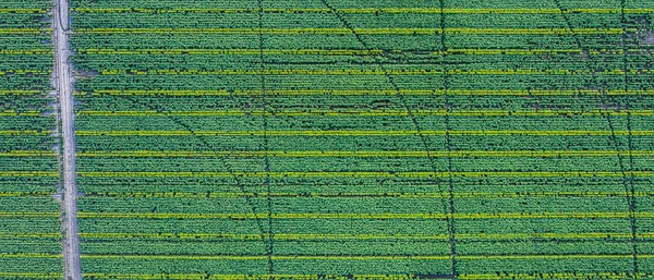 Panorámás Kilátás Napraforgó Mező Napraforgófejek Csúcsa Képet Drón Készíti — Stock Fotó