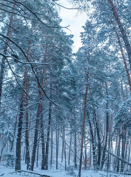 Laublose Bäume Die Mit Schnee Bedeckt Sind Schöne Winter Hintergrund — Stockfoto