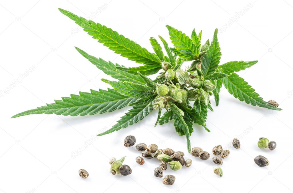 Cannabis plant raceme and seeds isolated on white background. Close up.