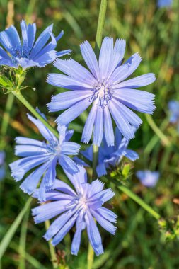 Çiçekli hindiba bitkisi. Güzel mavi çiçekler kapanıyor. Doğa arkaplanı.