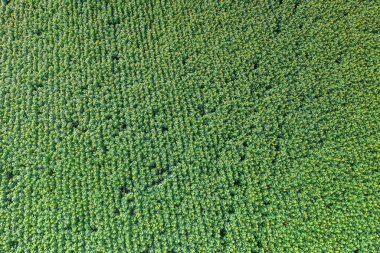 Ayçiçeği tarlasının panoramik görüntüsü. Ayçiçeği kafalarının üst görüntüsü. Fotoğraf insansız hava aracı tarafından çekilmiştir..