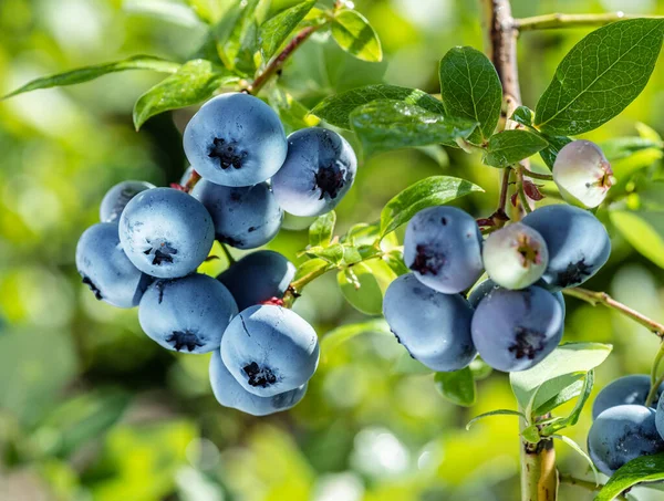 Rijp Bosbessen Bosbessen Een Bosbessenstruik Een Natuurlijke Achtergrond — Stockfoto