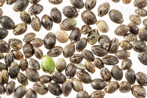Konopných Semínek Izolovaných Bílém Pozadí Zavřít — Stock fotografie