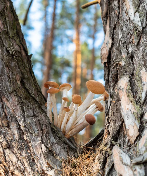 Armillaria Mellea Eller Honungssvamp Som Växer Skogen Närbild — Stockfoto