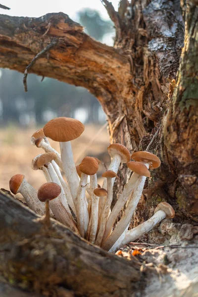 Armillaria Mellea Eller Honungssvamp Som Växer Skogen Närbild — Stockfoto