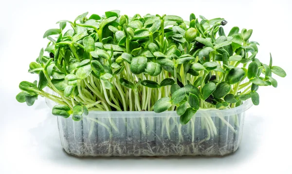 Brotaron Semillas Girasol Aislado Sobre Fondo Blanco Microgreens Como Beneficio —  Fotos de Stock