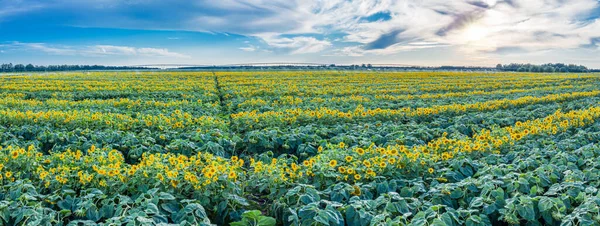 Panoramic View Sunflower Field Top View Sunflower Heads Picture Taken — Stock Photo, Image