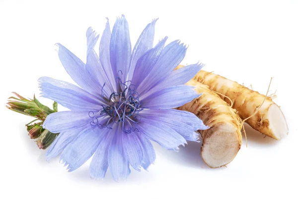 Chicory Blommor Och Rötter Rna Upp Den Vita Bakgrunden — Stockfoto