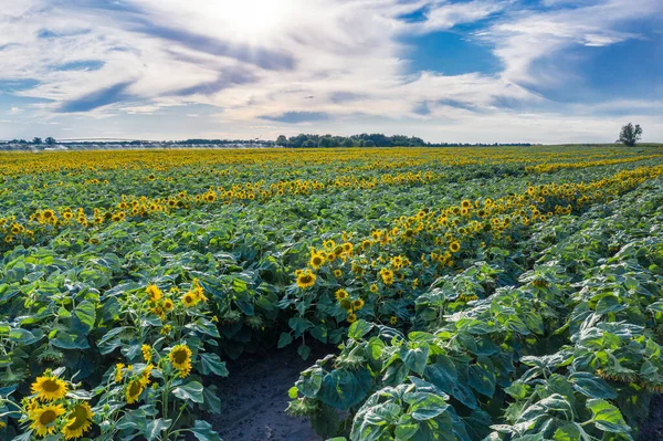 Blick Auf Das Sonnenblumenfeld Und Den Blauen Himmel Hintergrund Sonnenblumenköpfe — Stockfoto
