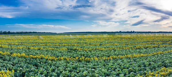 Blick Auf Das Sonnenblumenfeld Und Den Blauen Himmel Hintergrund Sonnenblumenköpfe — Stockfoto