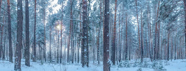 Bladlösa Träd Täckta Med Snö Vacker Vinter Bakgrund — Stockfoto
