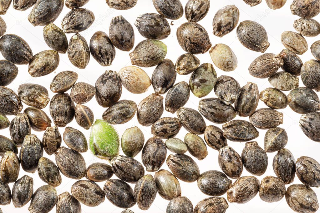 Cannabis seeds isolated on white background. Close up.