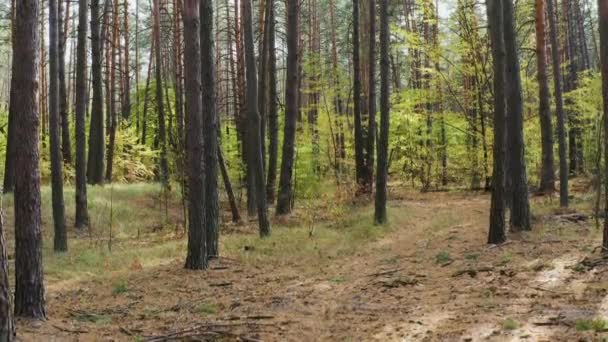 Verandering Van Seizoen Van Herfst Naar Winter Een Dennenbos Een — Stockvideo