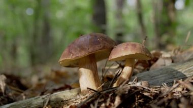 Sonbahar ormanında olgun mantarlar, aşağıdan çekiliyor, kamera iki mantara doğru hareket ediyor.. 
