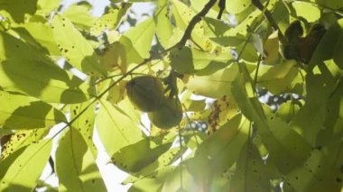 Sonbahar cevizi ağacında yeşil kabuklu olgun cevizler.